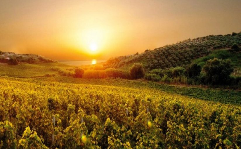 Lamezia Wine: the Phoenician culture of wine