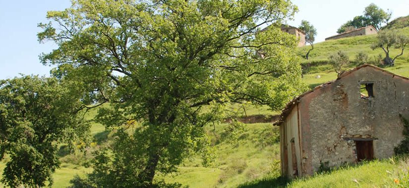 San Vito Di Luzzi, the wine prized by the ancient Romans