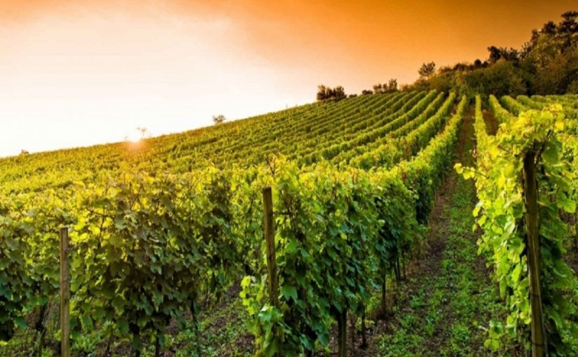 Rare wines of Calabria: Pellaro, Trasfigurato, Kalipea