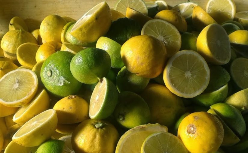 Bergamot: Scent of Mediterranean Sea