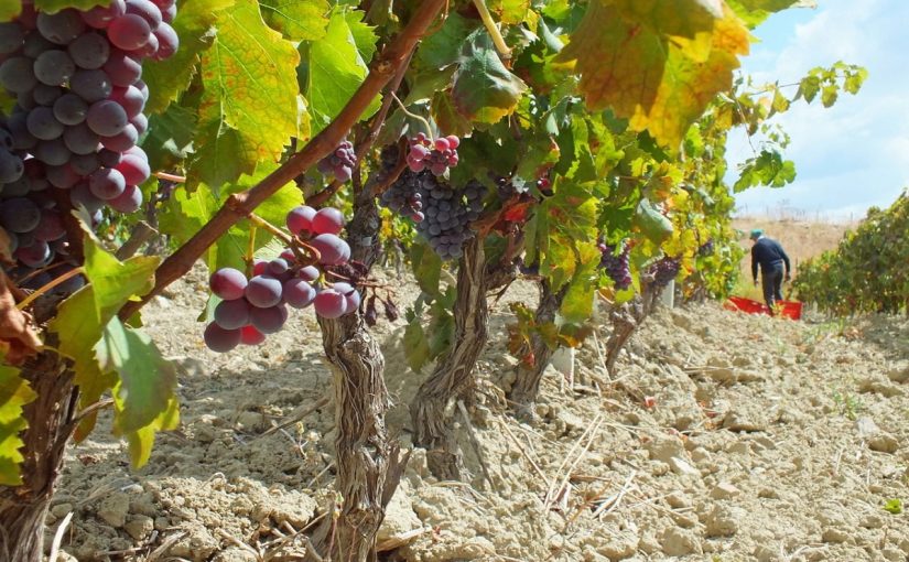 Gaglioppo: The most original Calabrian Grape