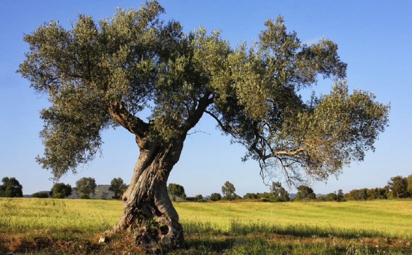 The Calabrian olive tree, from the Bourbons until today