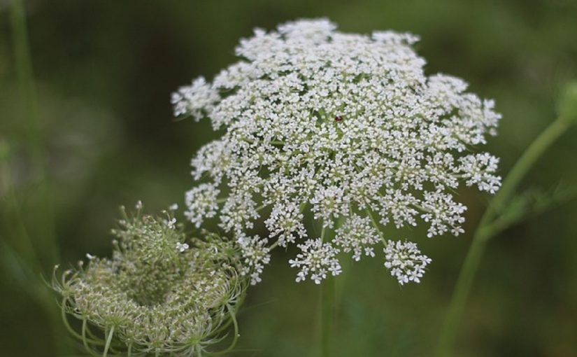 Wild Fennel Of Calabria