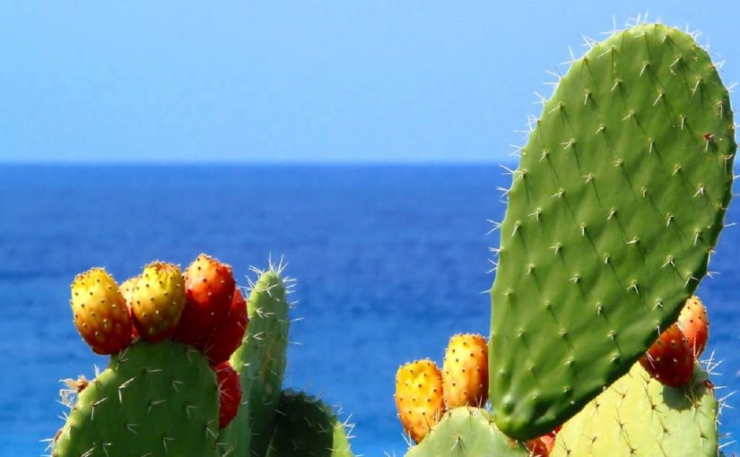 Figs of India (Prickly Pears) in Calabria