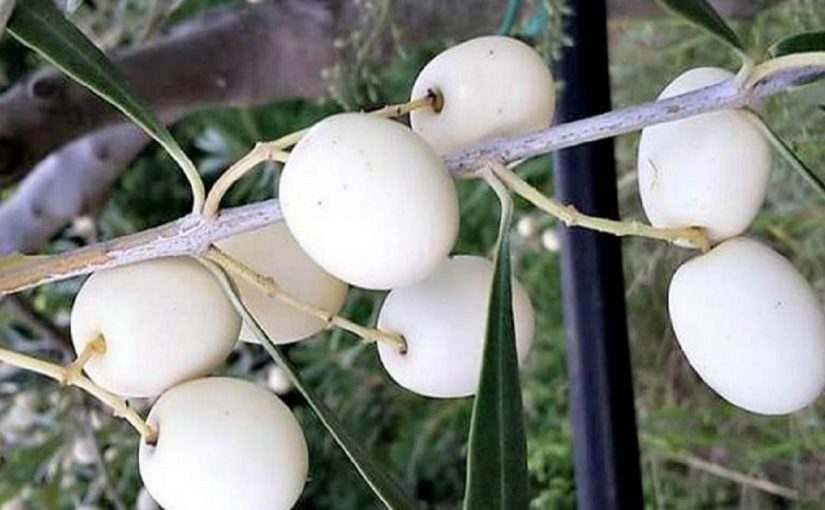 “Leucolea”, the historical white olive of Calabria