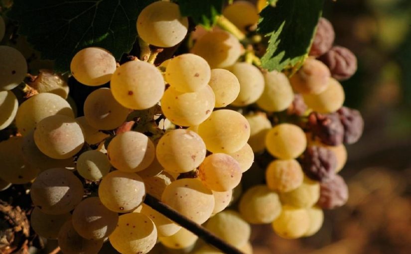 Moscato wine of Saracena and “Guarnaccia” white vine