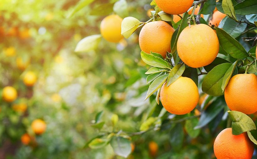 Oranges and Tangerines, Healthy Excellence of Calabria