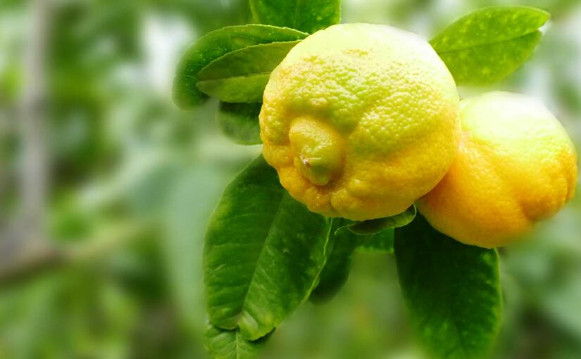 A small and very fragrant citrus: the Calabrian lime