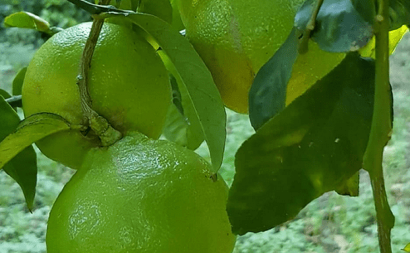 Bergamot, an extraordinary fruit