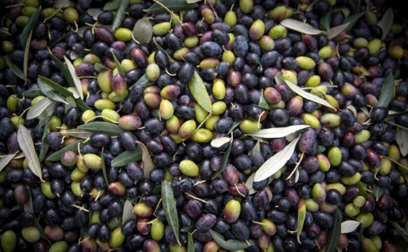 “Pennulara”, unique Calabrian olive